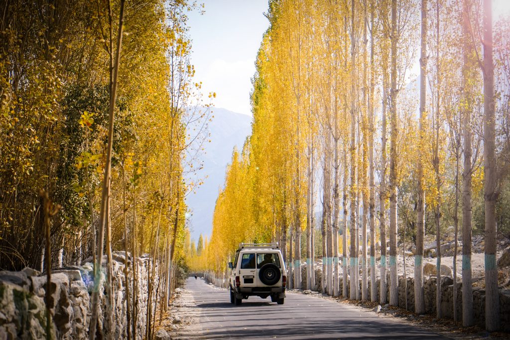 car-is-running-road-towards-khaplu-among-yellow-leaves-poplar-trees-autumn